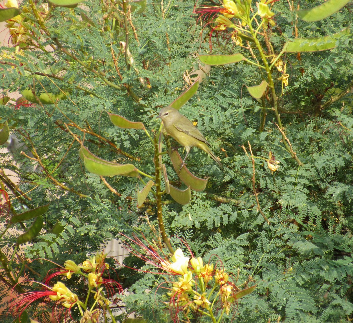 Orange-crowned Warbler - ML263697491