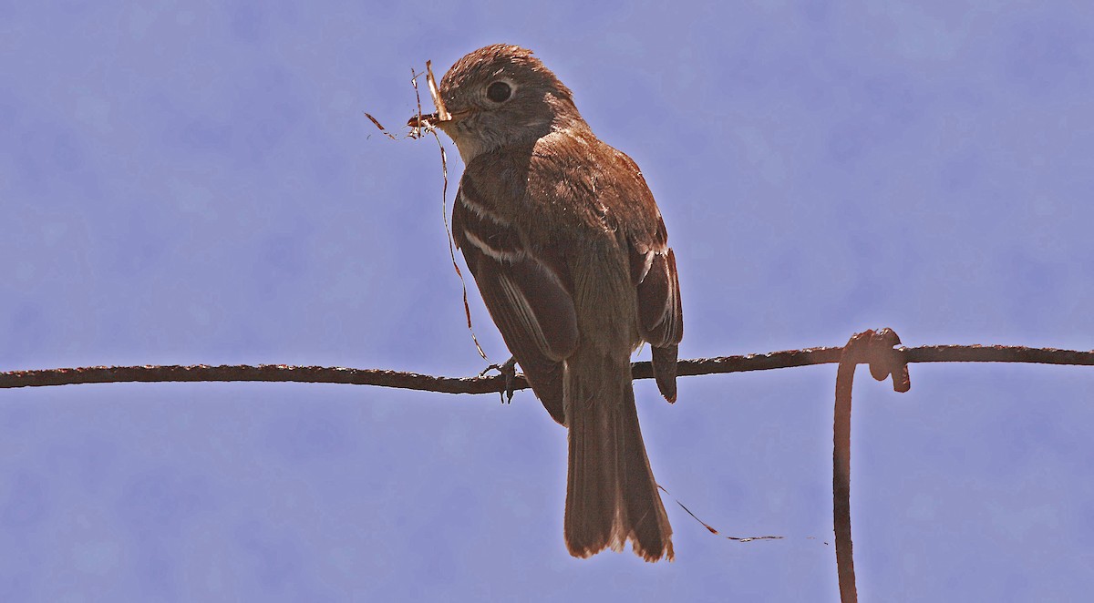 Alder Flycatcher - ML263698641