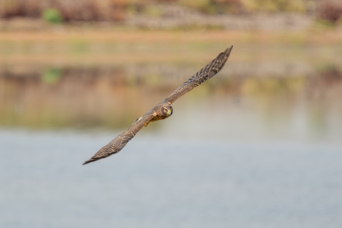 Northern Harrier - Michael Smith