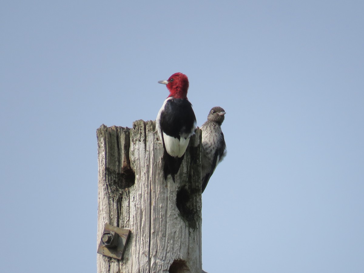 Red-headed Woodpecker - ML263701951