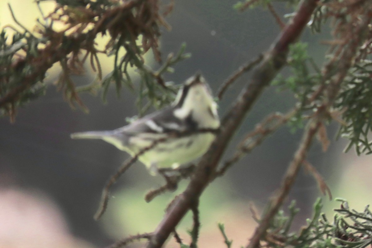 Black-throated Gray Warbler - ML263702081