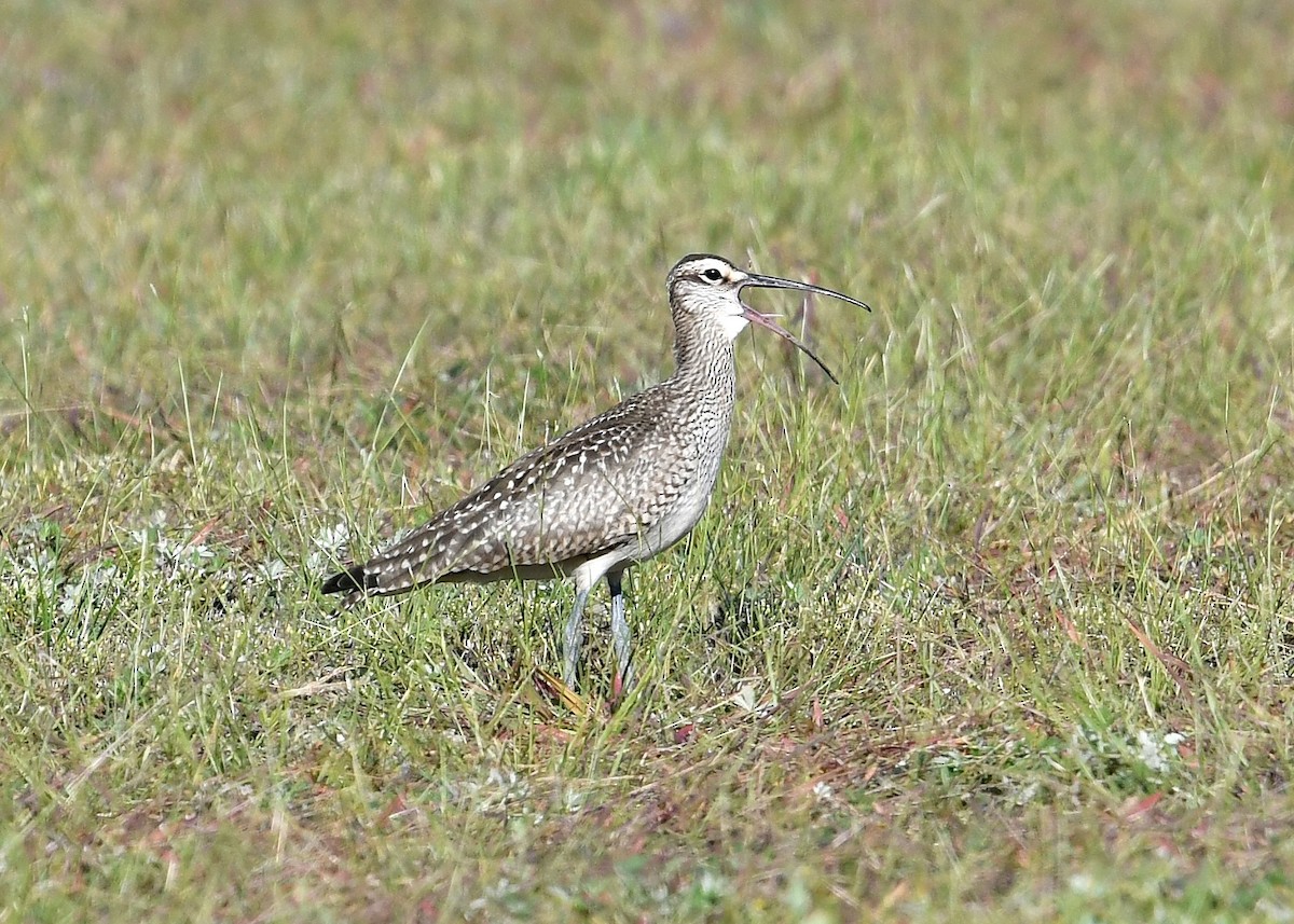 Regenbrachvogel - ML263702711