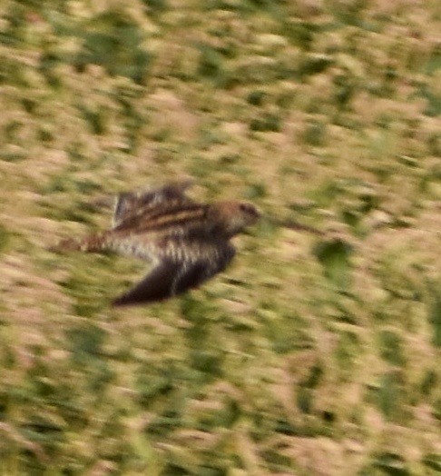 Wilson's Snipe - ML263703081