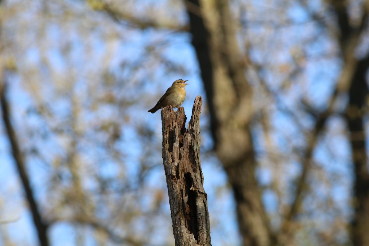 Worm-eating Warbler - ML263703231