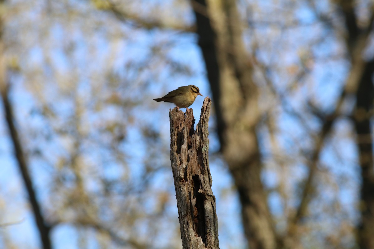 Worm-eating Warbler - ML263703241