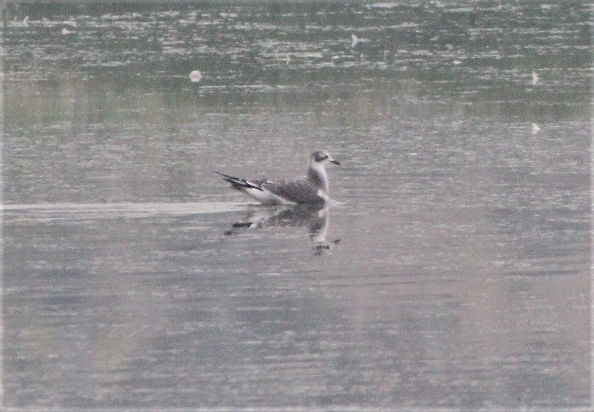 Sabine's Gull - Mark Gonzalez