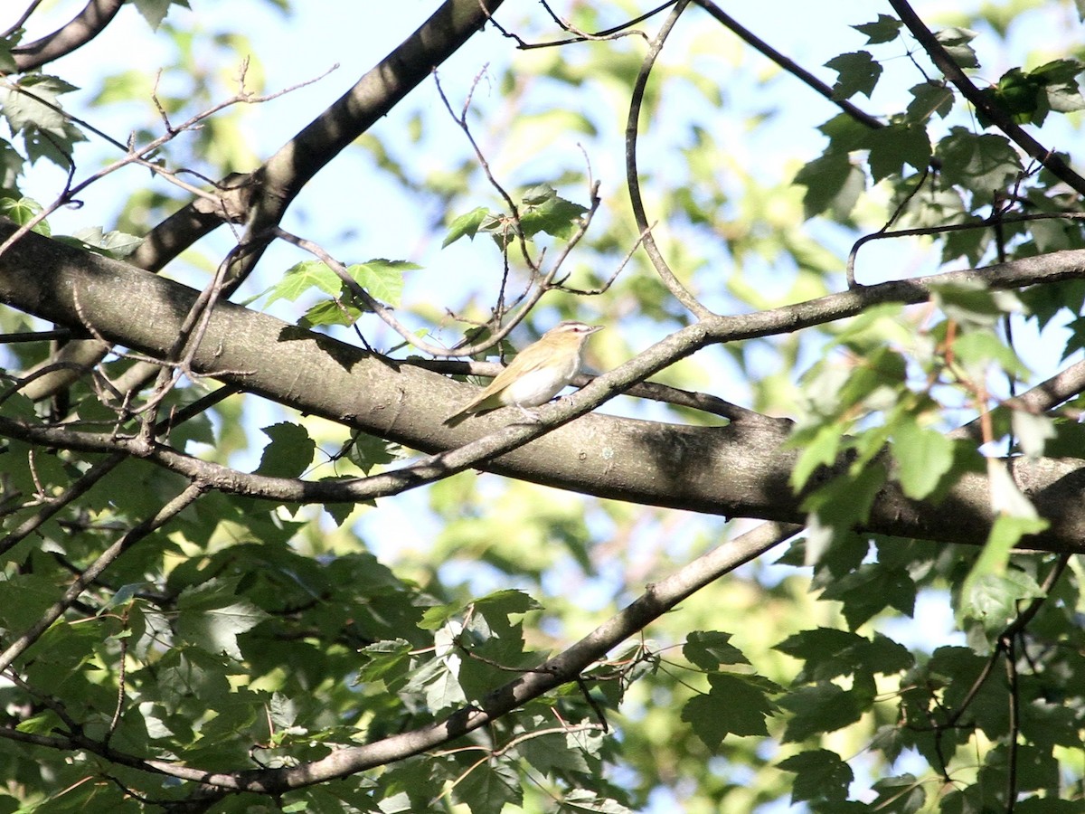 Red-eyed Vireo - ML263707341
