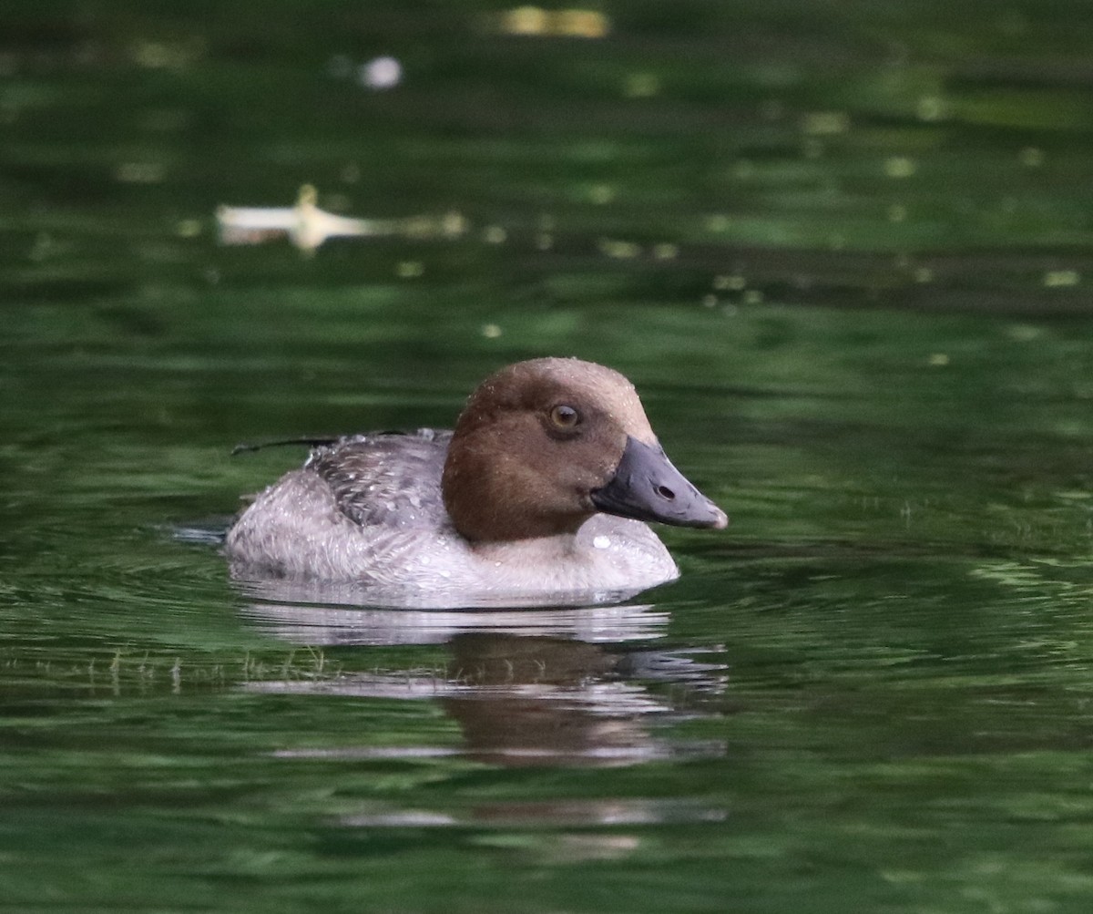 Common Goldeneye - Loren Kliewer