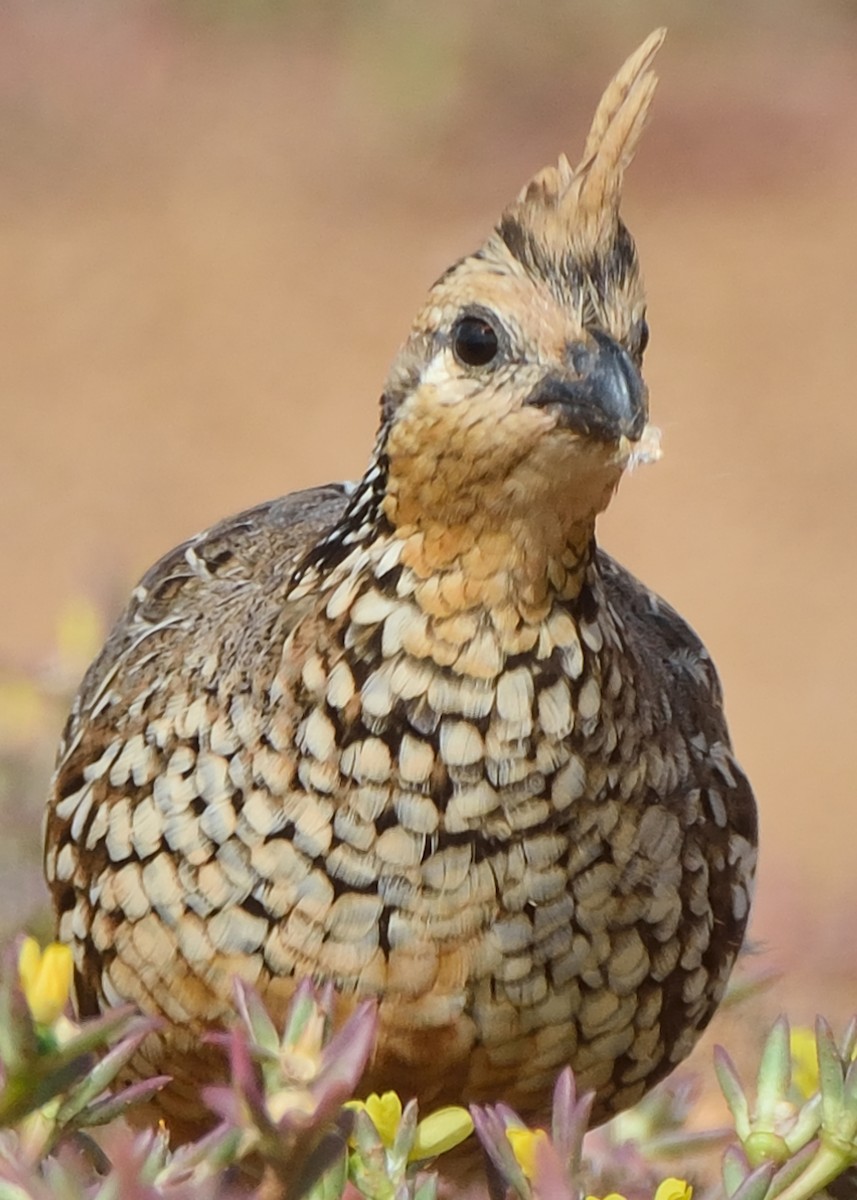 Crested Bobwhite - ML263709791