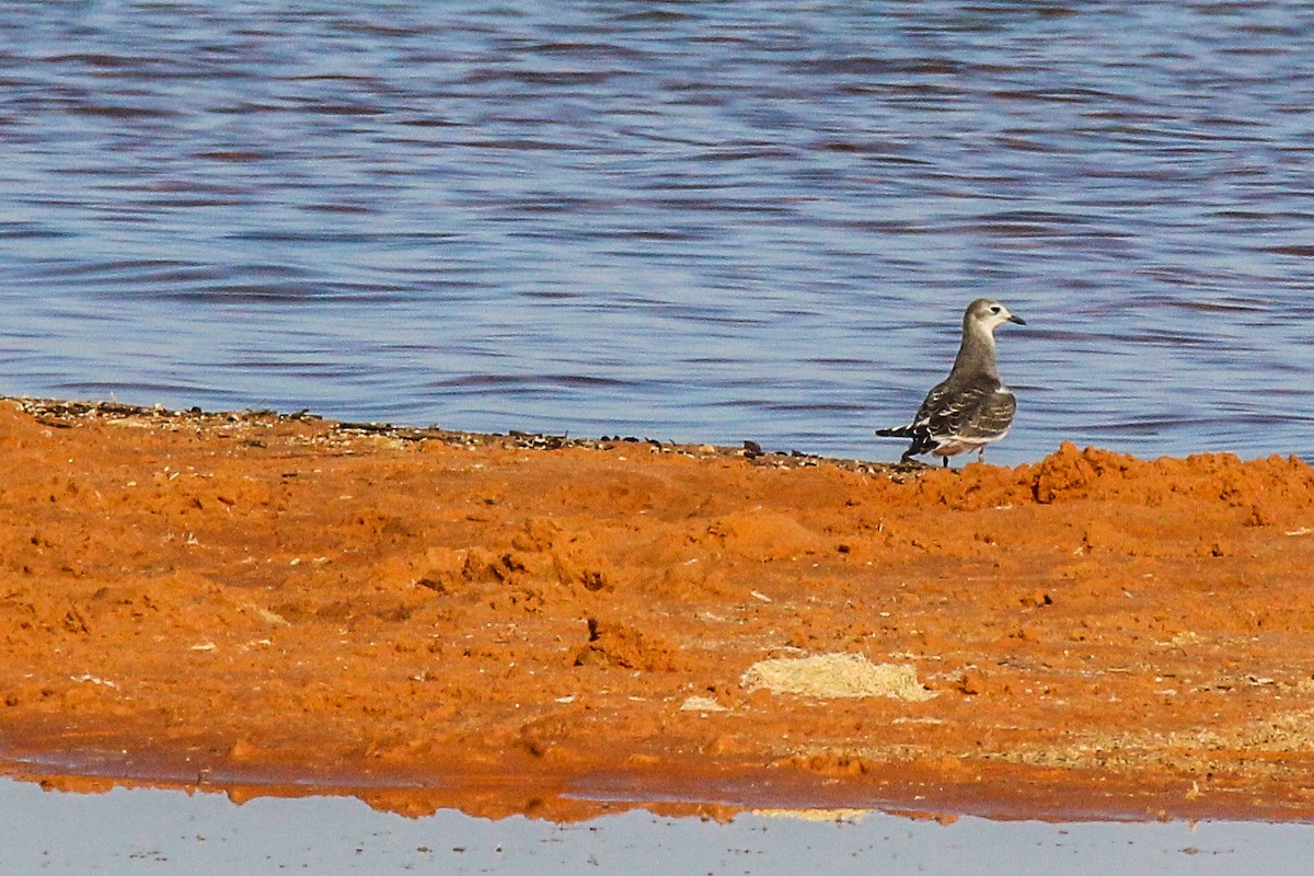 Sabine's Gull - ML263709931