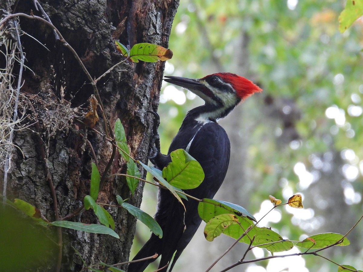 Pileated Woodpecker - ML263710081