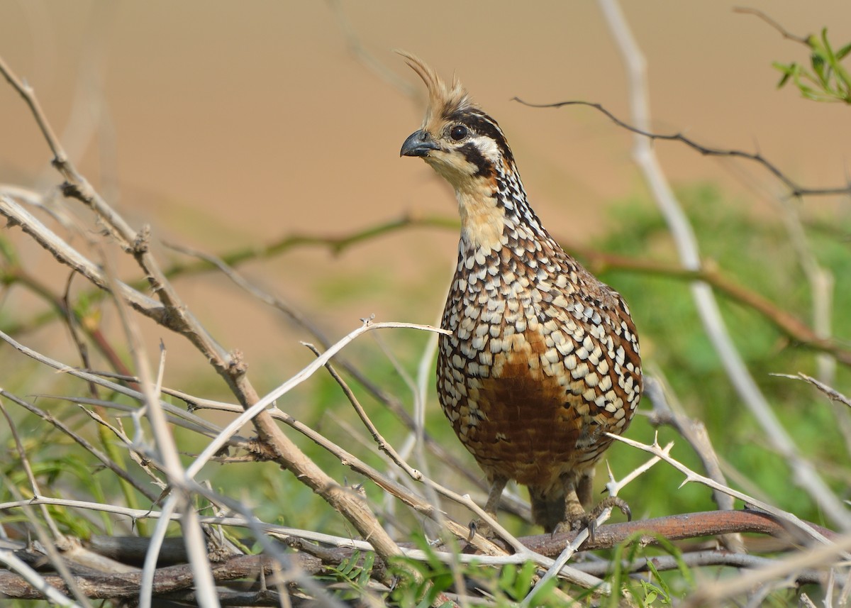 Crested Bobwhite - ML263710481