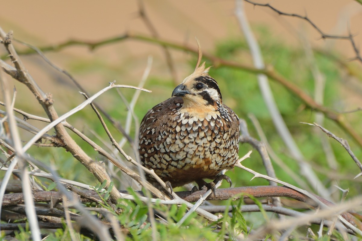 Crested Bobwhite - ML263710531