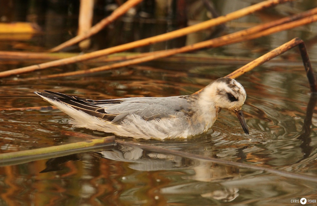 Red Phalarope - Chris Fisher