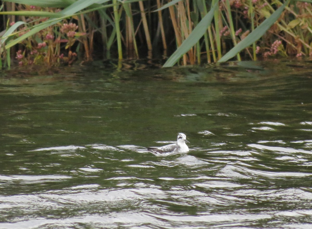 Phalarope à bec large - ML26371491