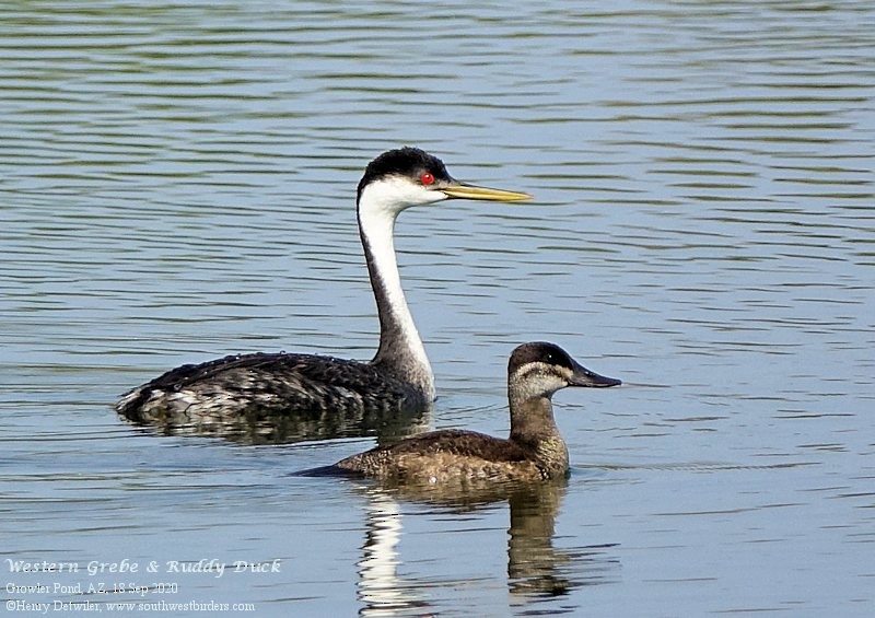 Western Grebe - ML263716951