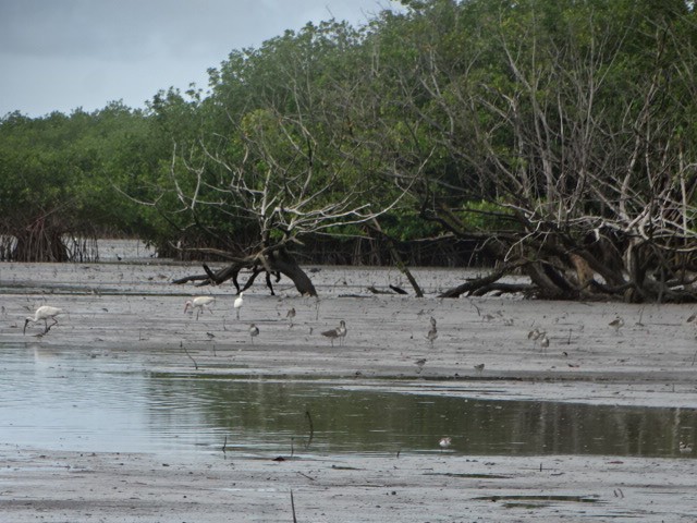 White Ibis - ML263721021