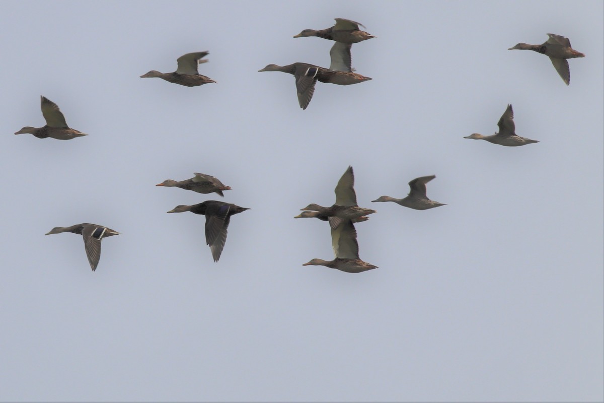 Northern Pintail - ML263722071