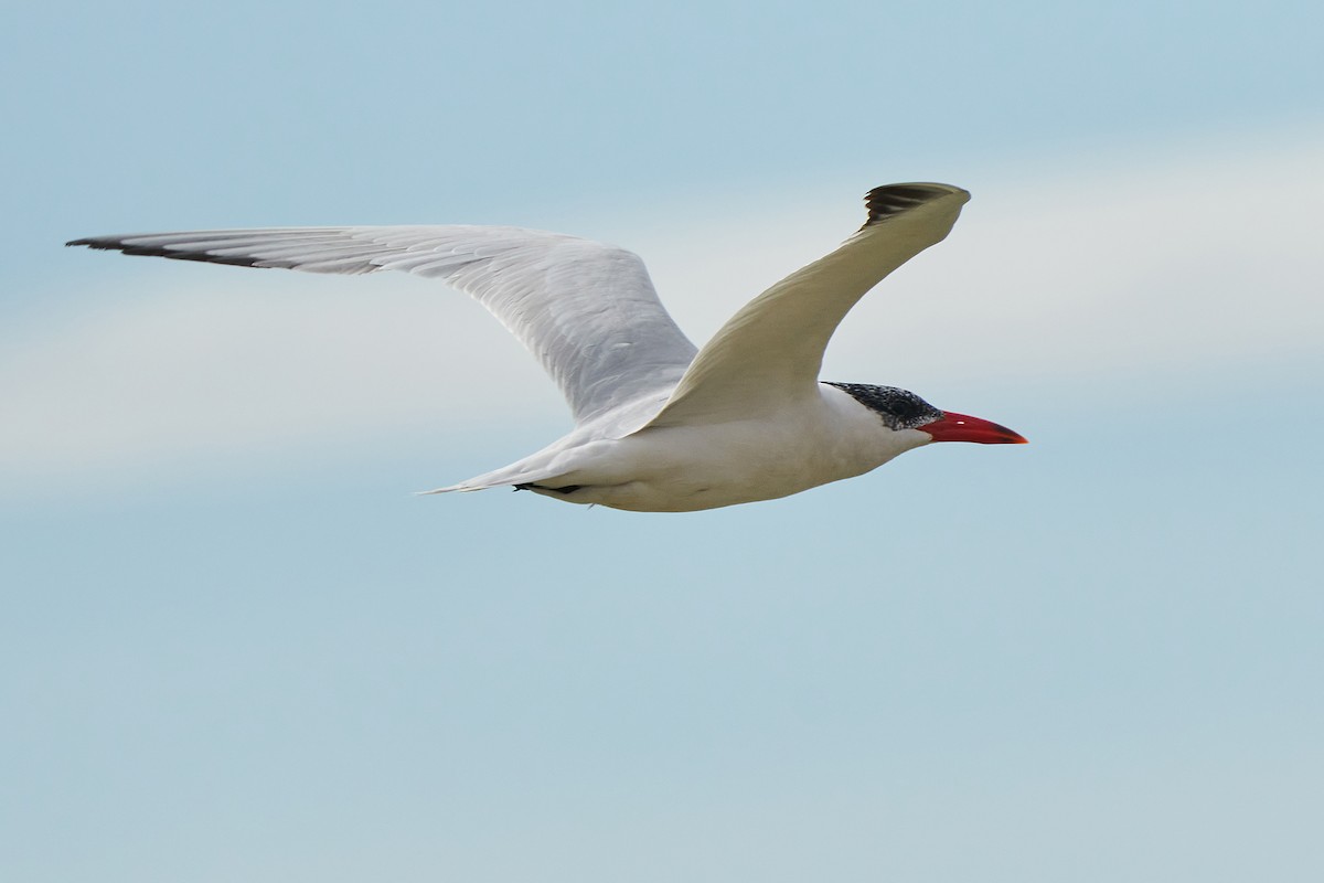 Caspian Tern - ML263722141