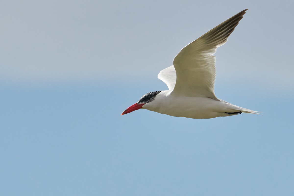 Caspian Tern - ML263722151