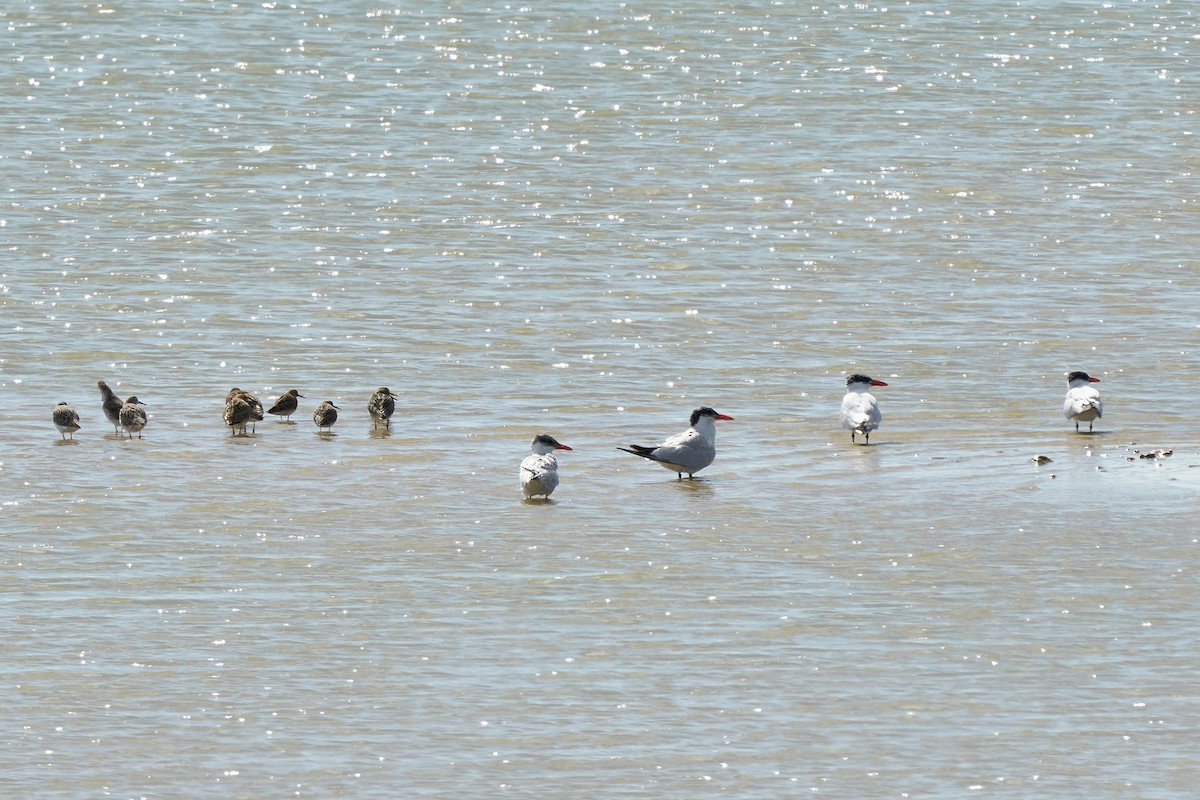 Caspian Tern - ML263722171