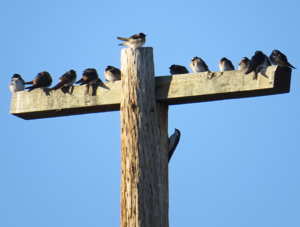 Cliff Swallow - ML26372381