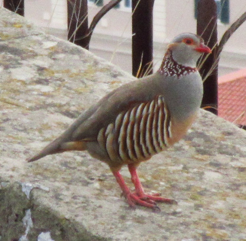 Barbary Partridge - ML263724371