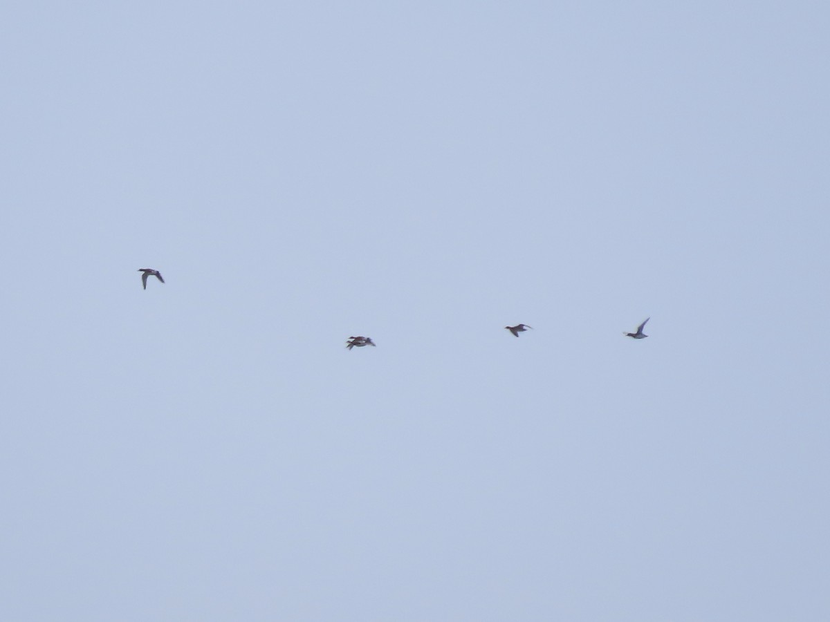 Eurasian Wigeon - David Campbell