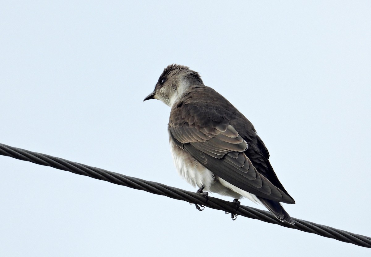 Brown-chested Martin - ML263729841