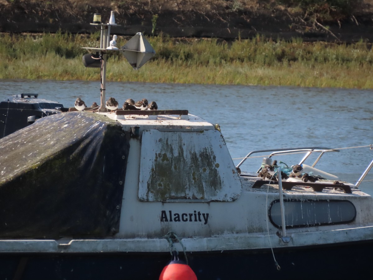 Ruddy Turnstone - David Campbell