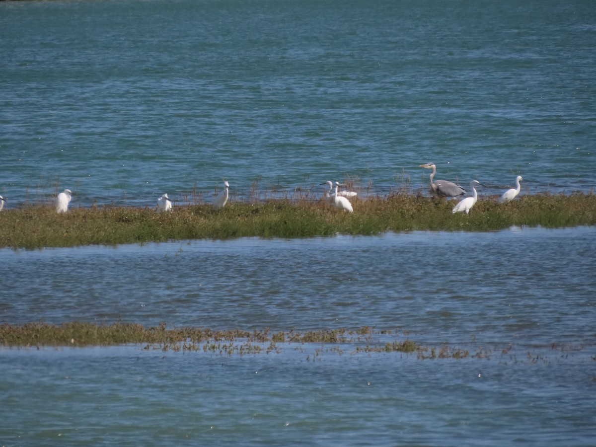 Little Egret - David Campbell