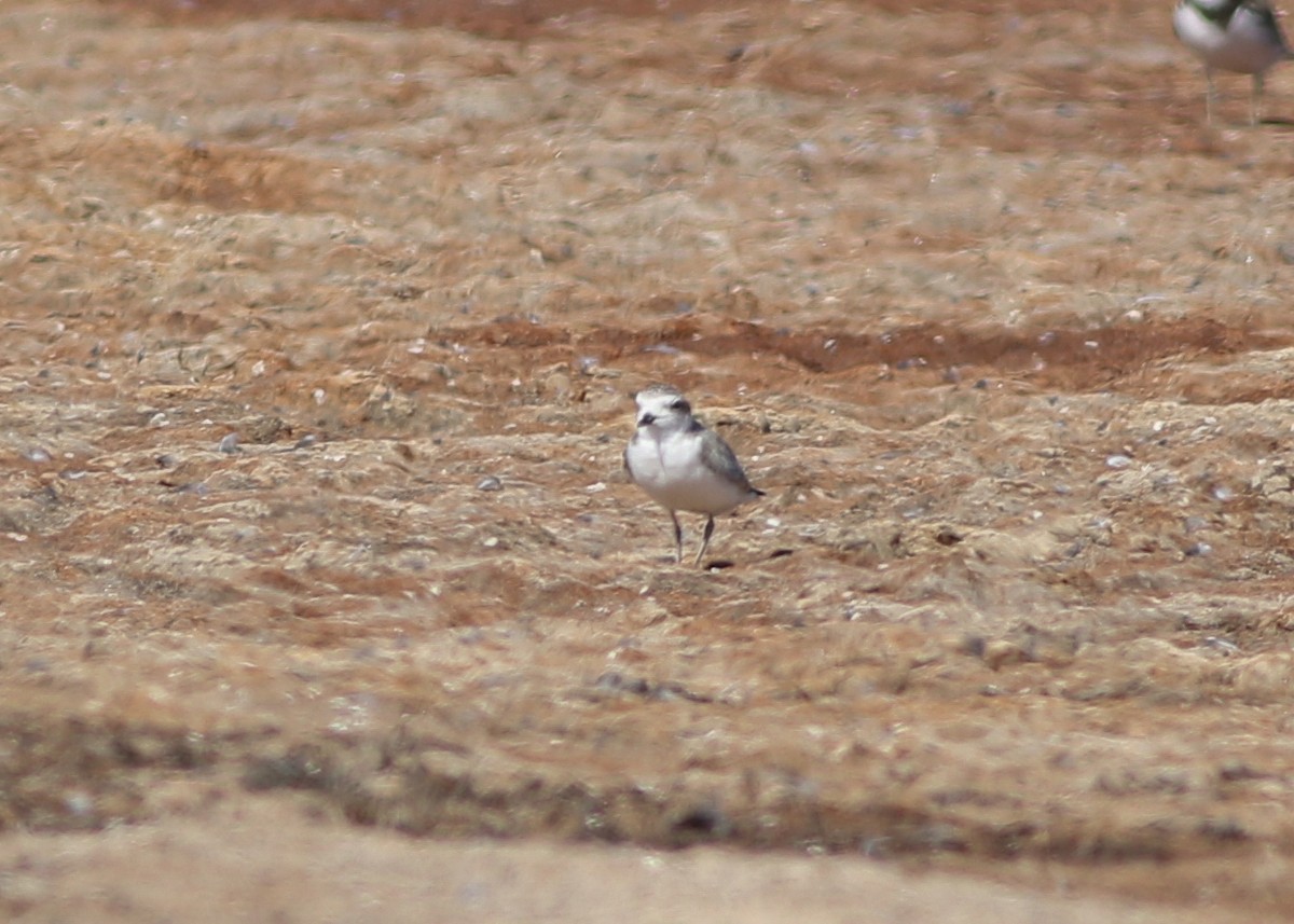 Snowy Plover - Zane Pickus