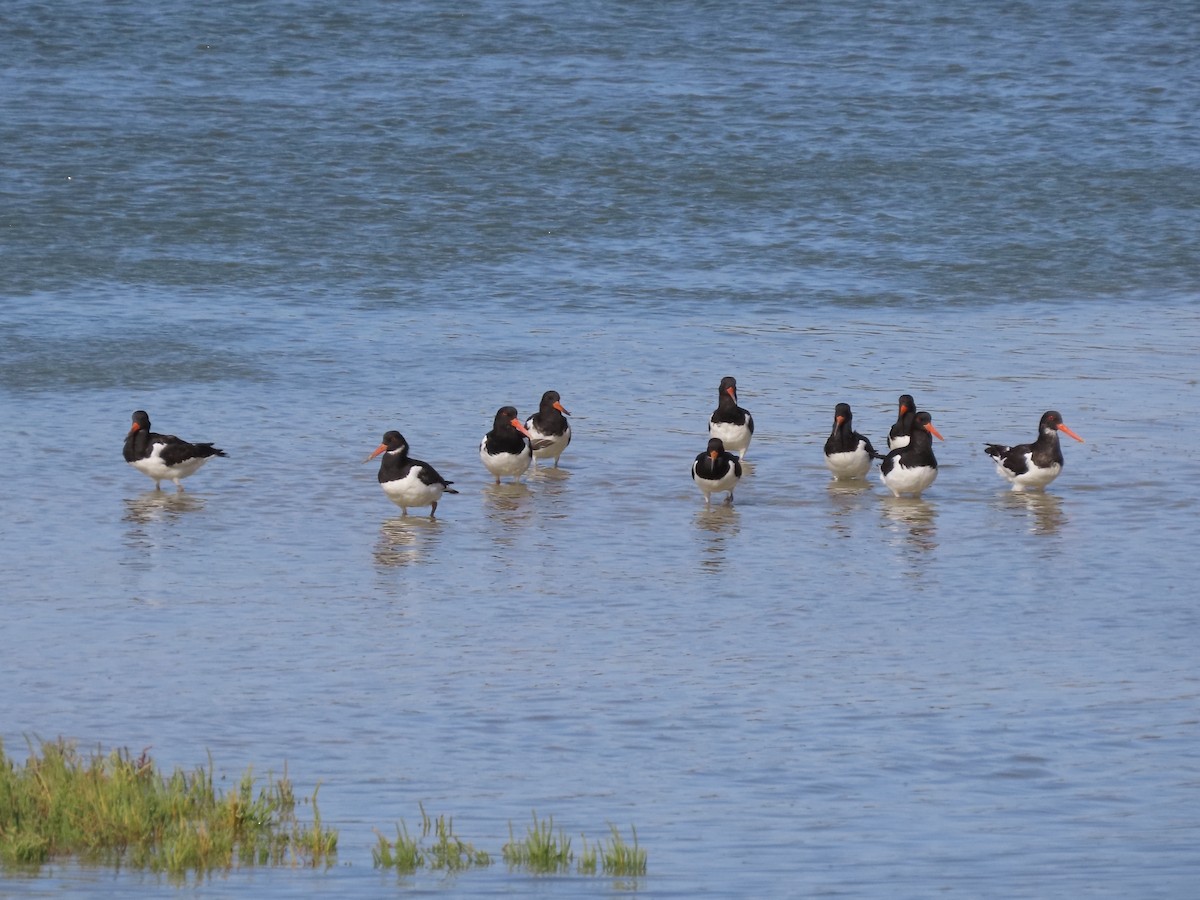 Eurasian Oystercatcher - David Campbell