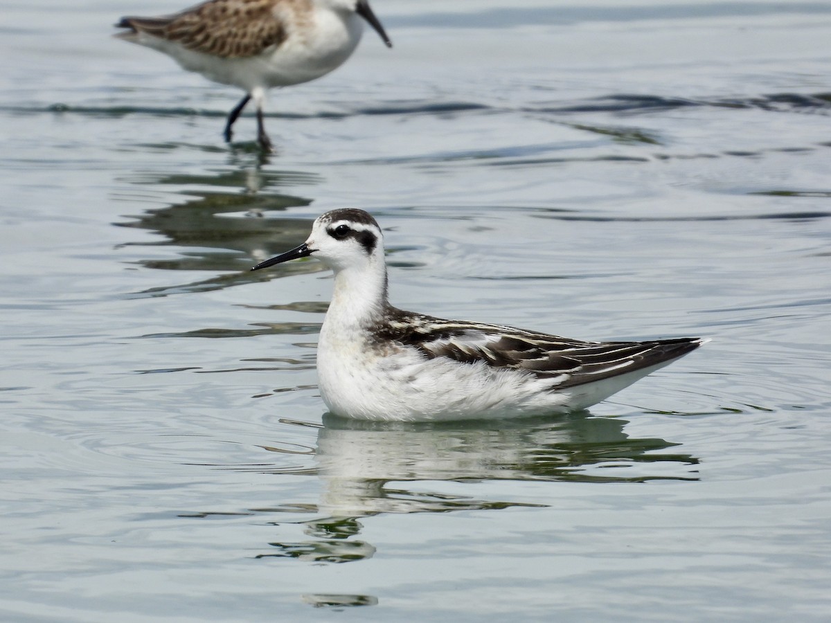 Phalarope à bec étroit - ML263733391