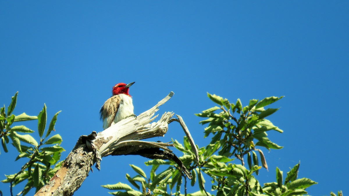 Red-headed Woodpecker - ML263733761