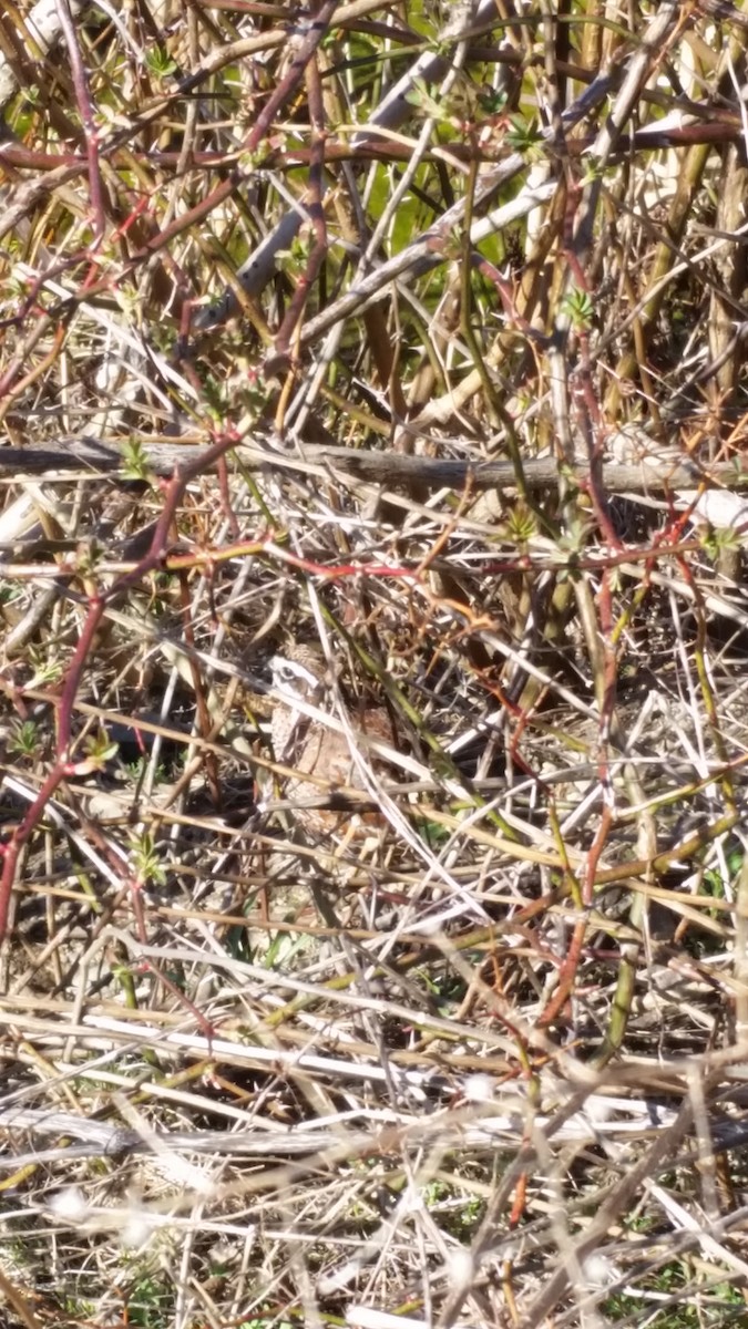 Northern Bobwhite - ML26373491