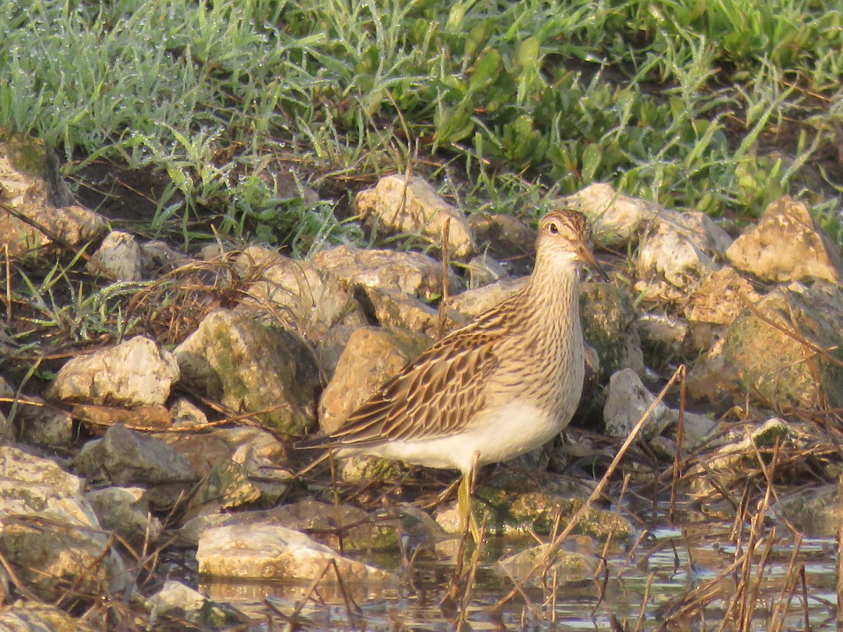 Pectoral Sandpiper - aerin tedesco