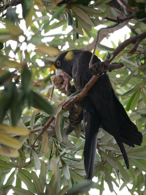Yellow-tailed Black-Cockatoo - ML263736351