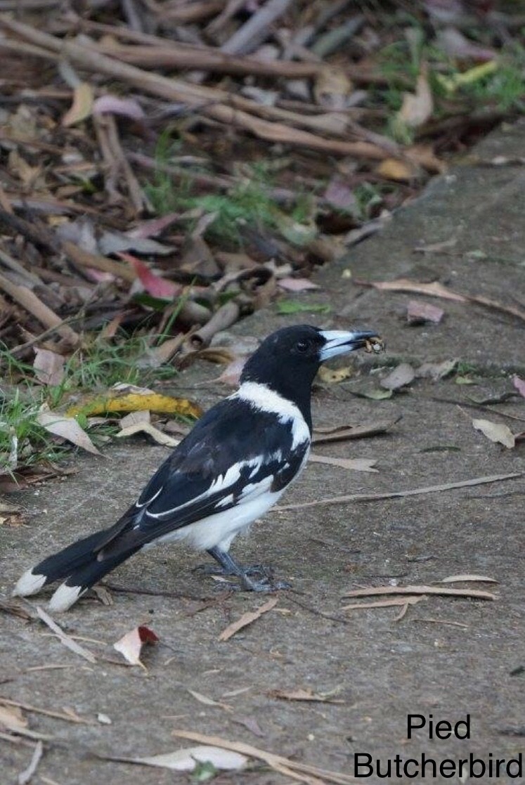 Pied Butcherbird - ML263736581