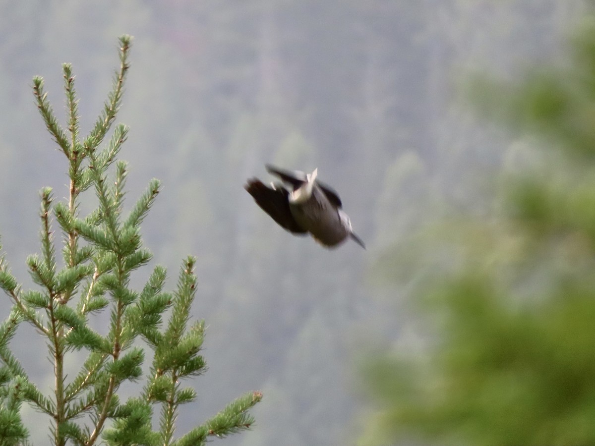 Clark's Nutcracker - ML263740321