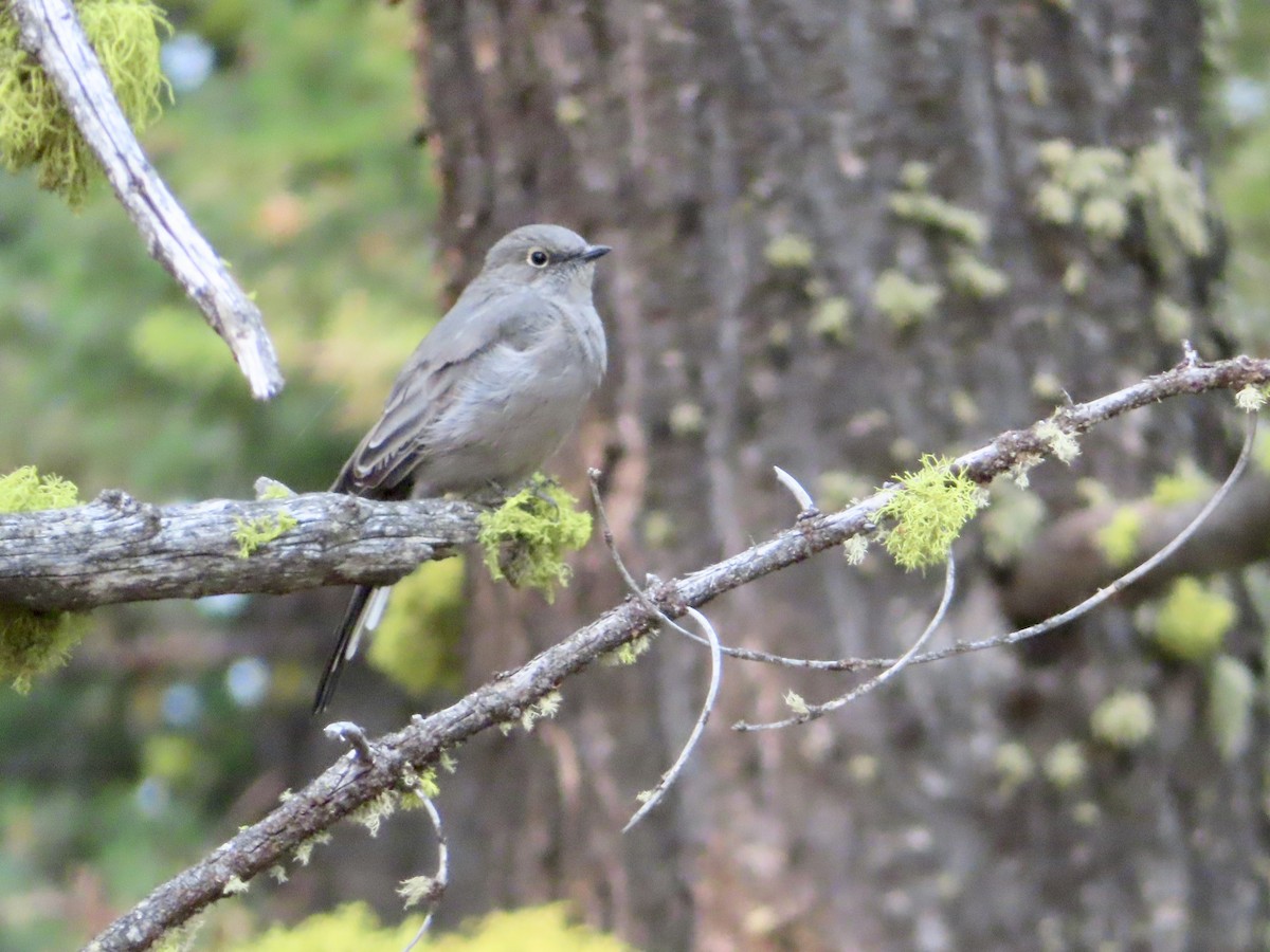 Townsend's Solitaire - ML263740531