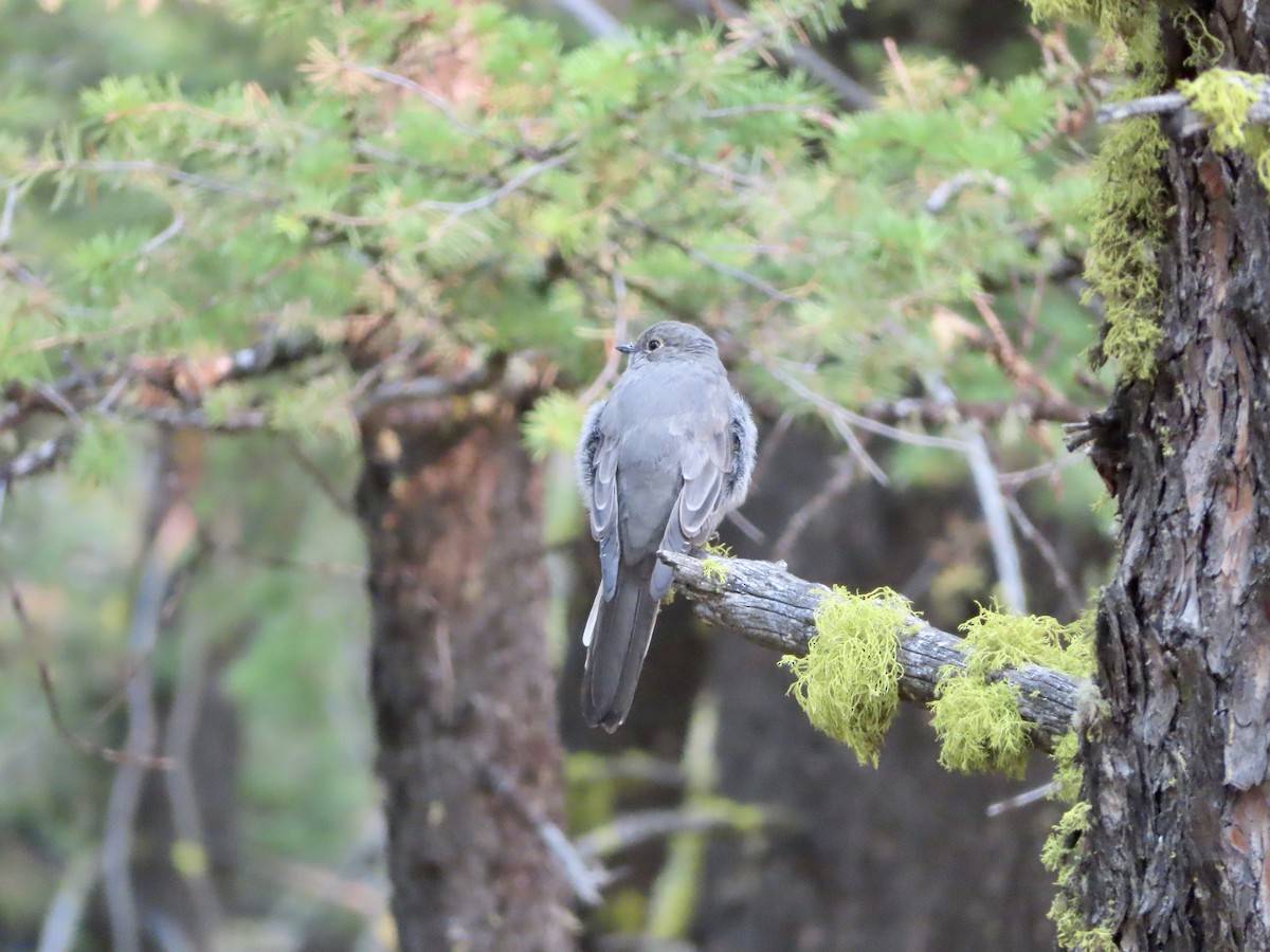 Townsend's Solitaire - ML263740551