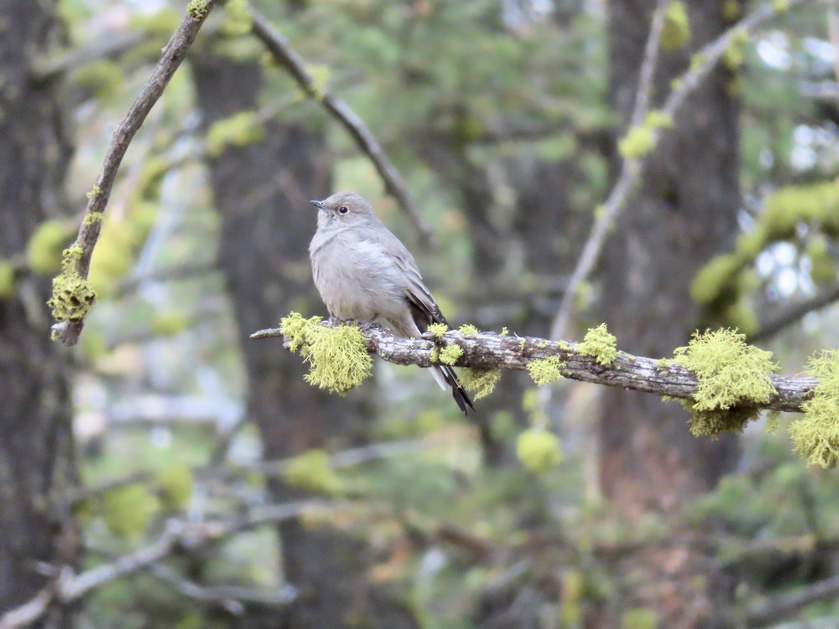 Townsend's Solitaire - ML263740571
