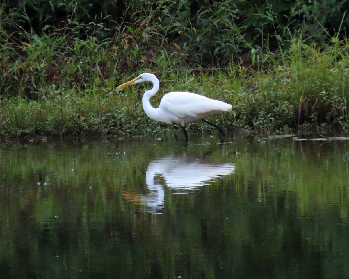 Great Egret - ML263741011