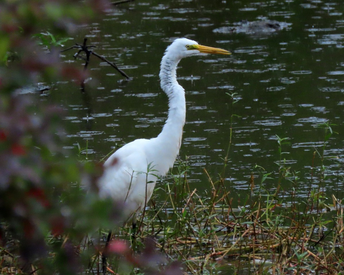 Great Egret - Karen Hogan