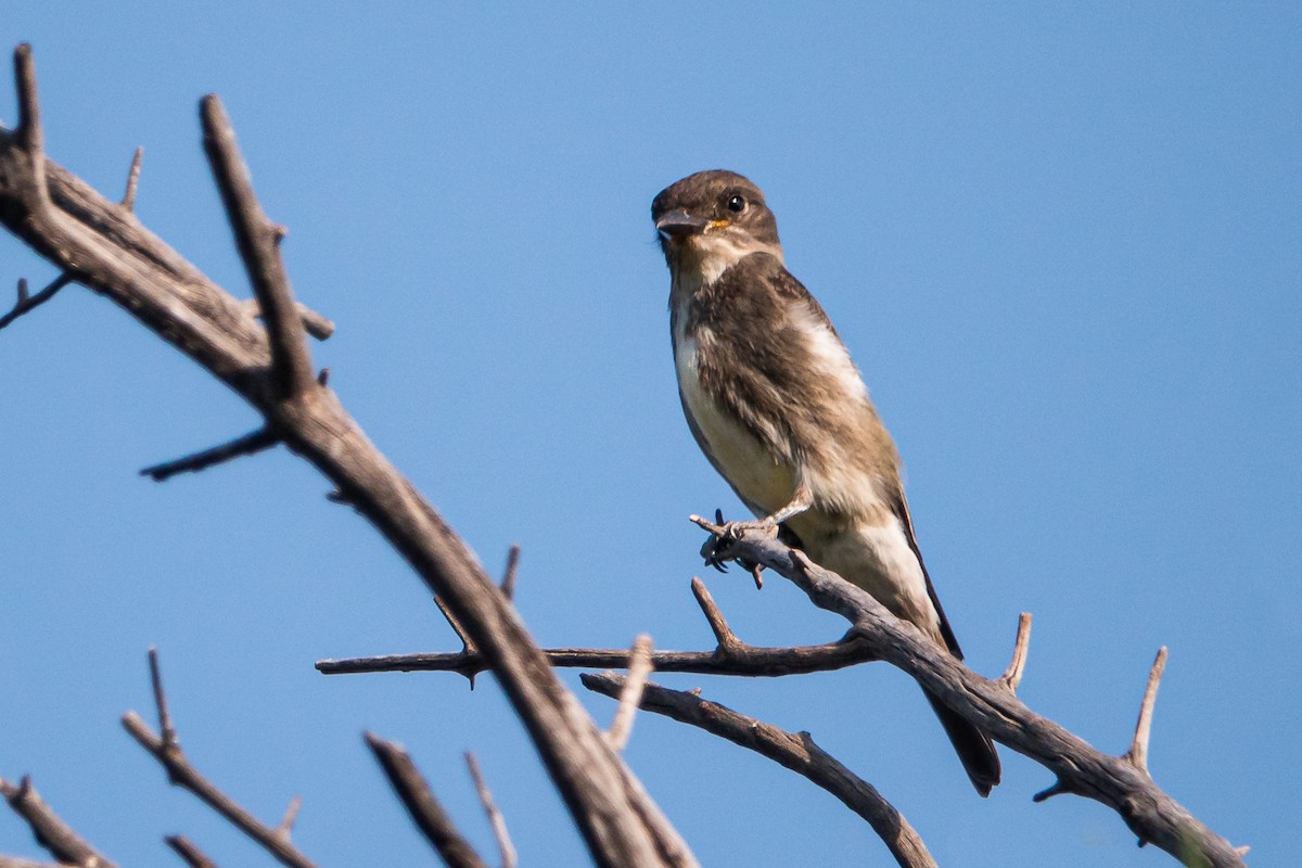 Olive-sided Flycatcher - ML263744581