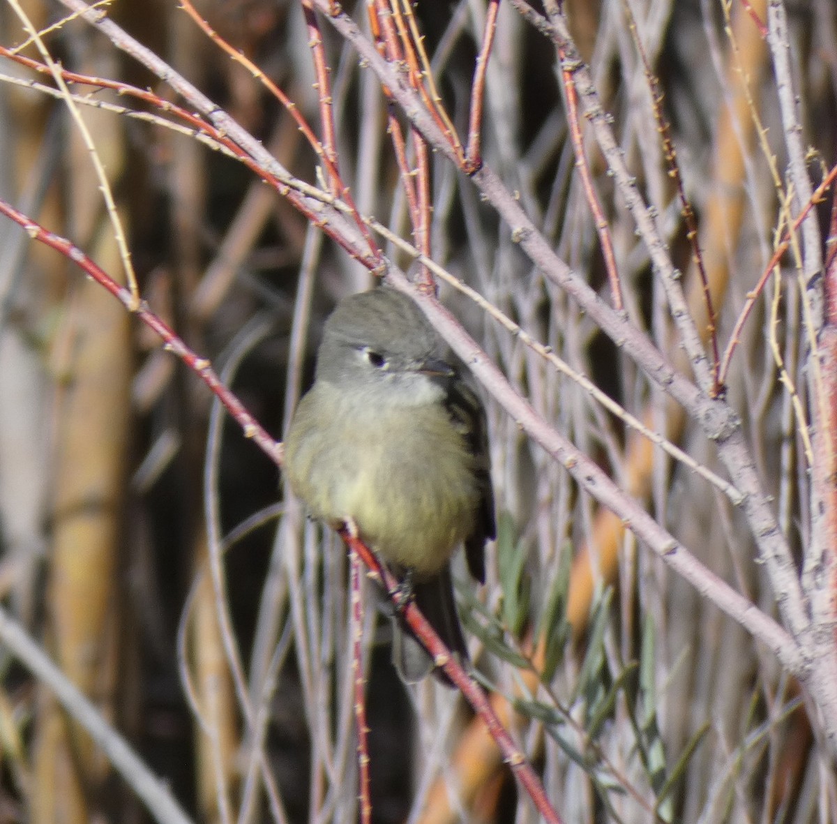 Dusky Flycatcher - ML263744881