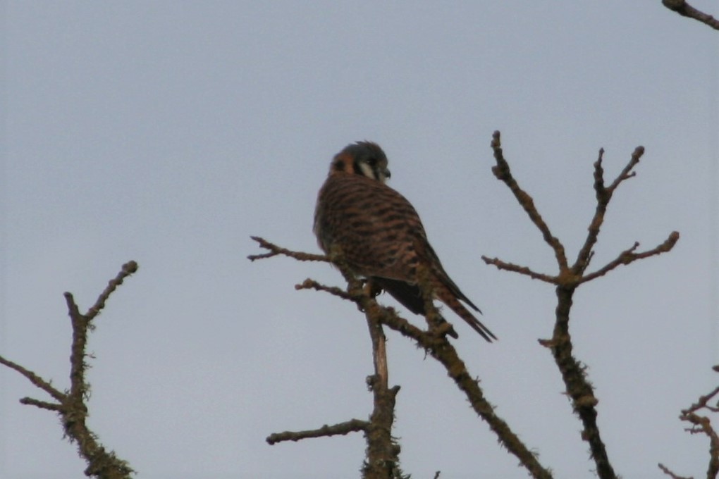 American Kestrel - ML263746531