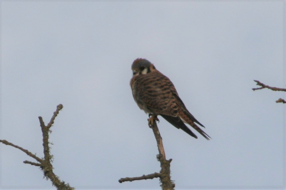 American Kestrel - ML263746541