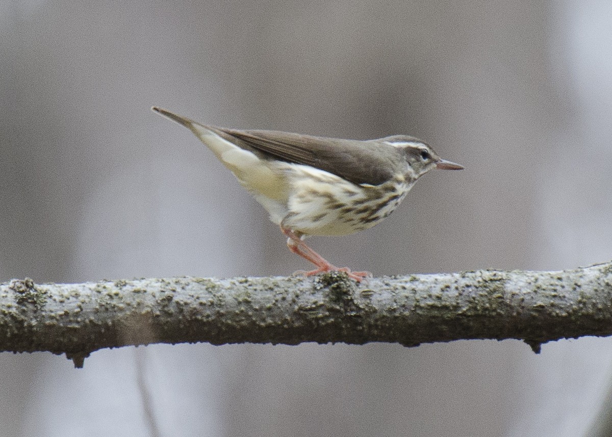 Louisiana Waterthrush - ML26374781